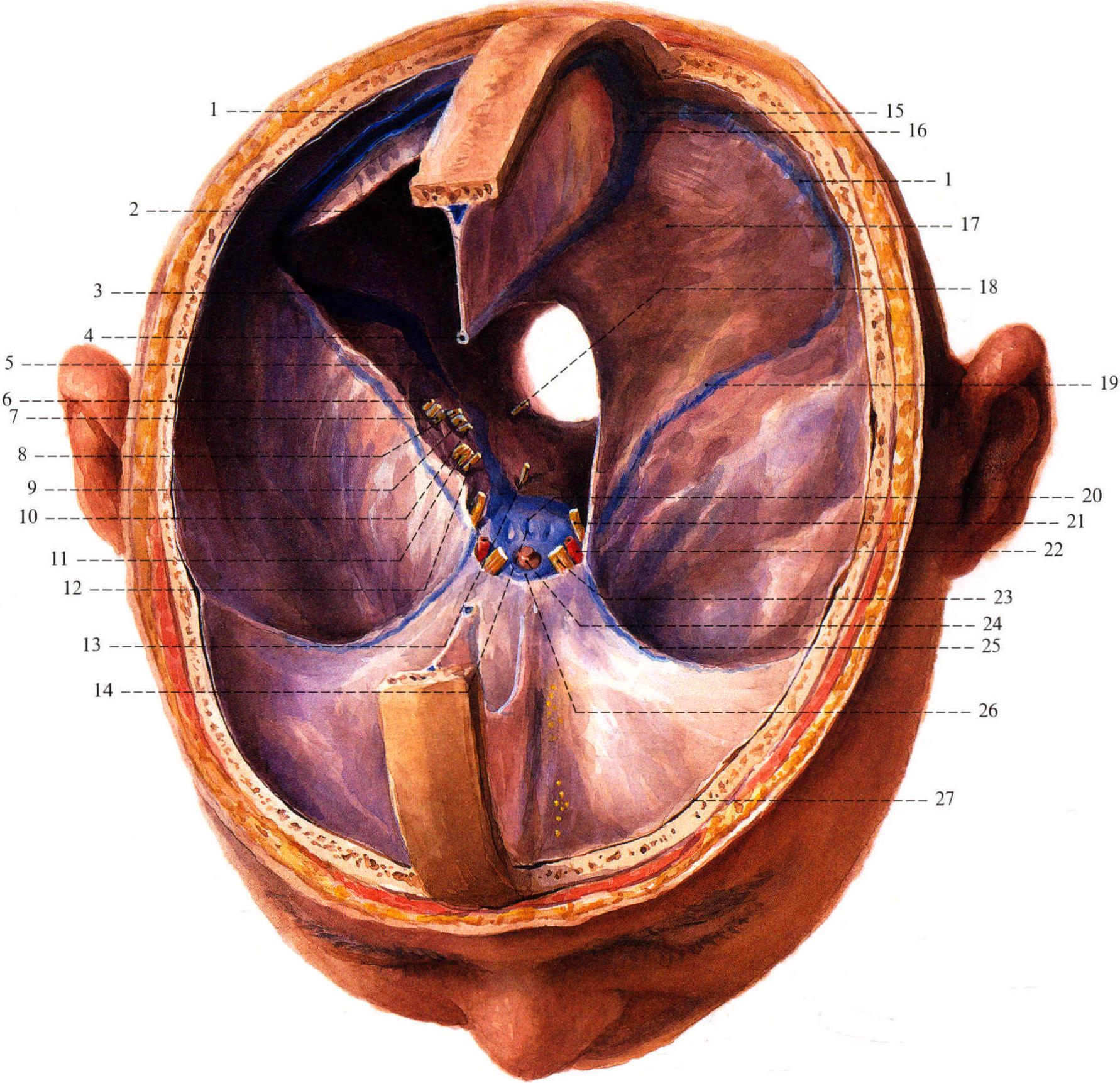 8.硬腦膜、硬腦膜竇和腦神經(jīng)